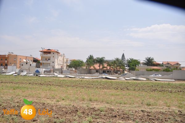 wallludshaneer509 (16).JPG